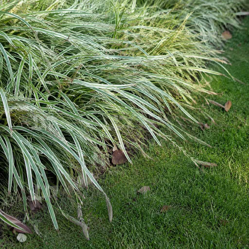 Golden Bamboo Grass — Ribbon Grass