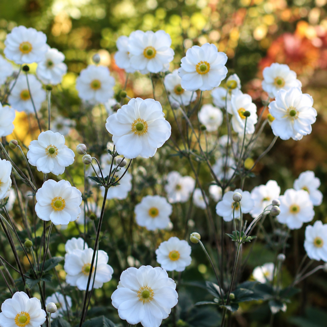 Japanese Anemone