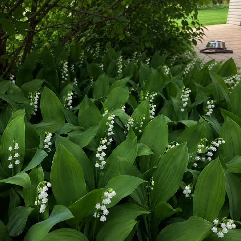 Lily of the Valley