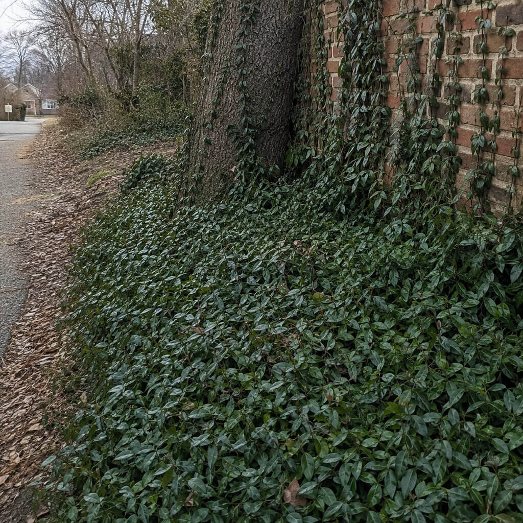 Wintercreeper (Euonymus fortunei)