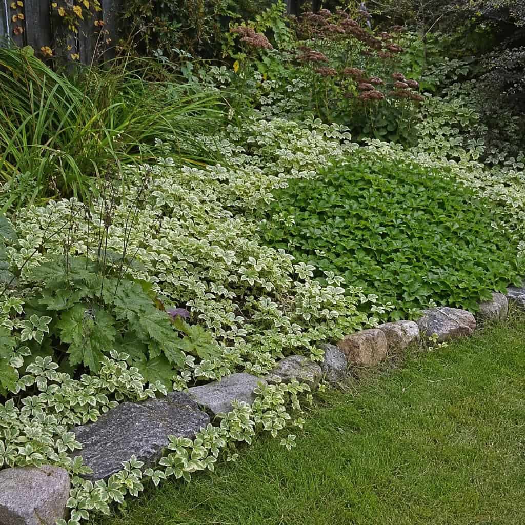 Bishop's Weed (Goutweed)
