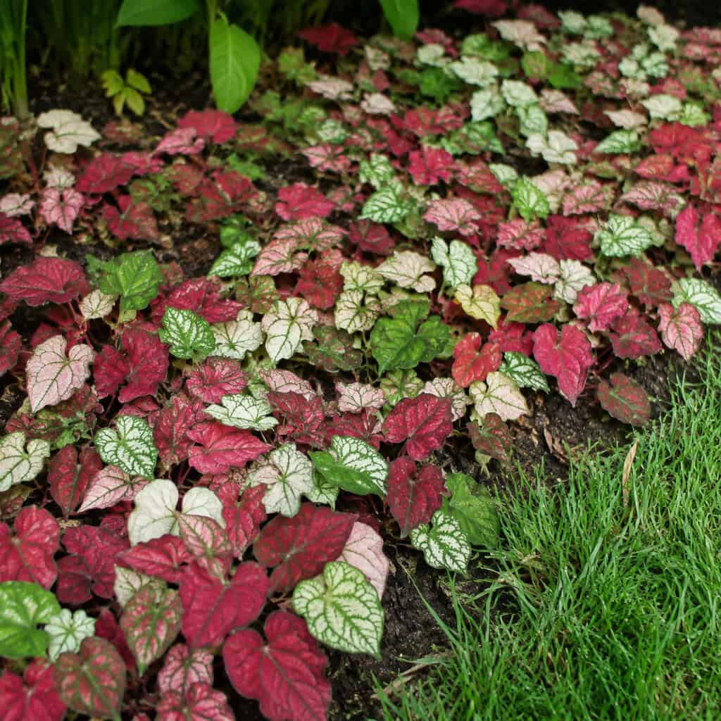 Chameleon Plant (Houttuynia)