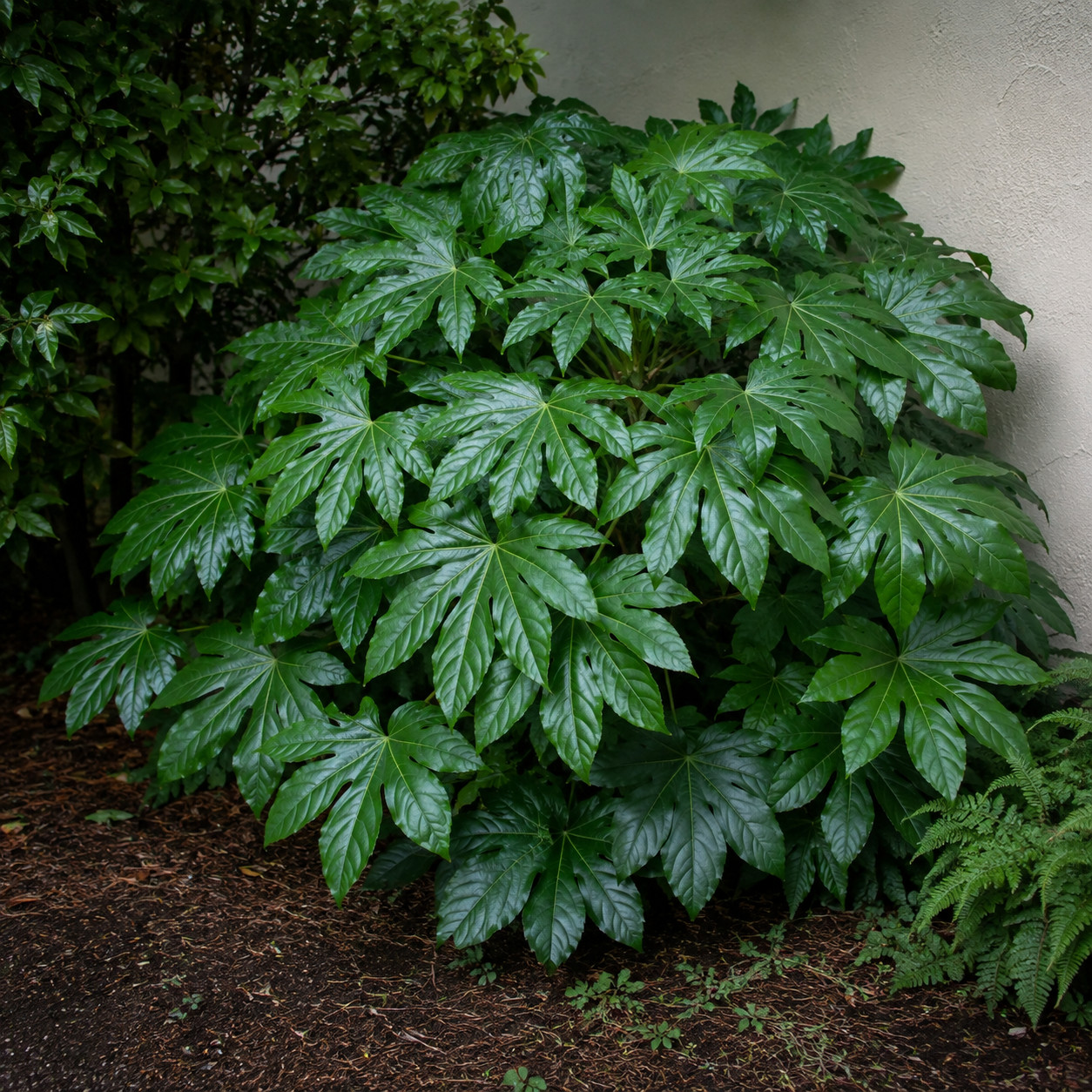 Fatsia (Japanese Aralia)