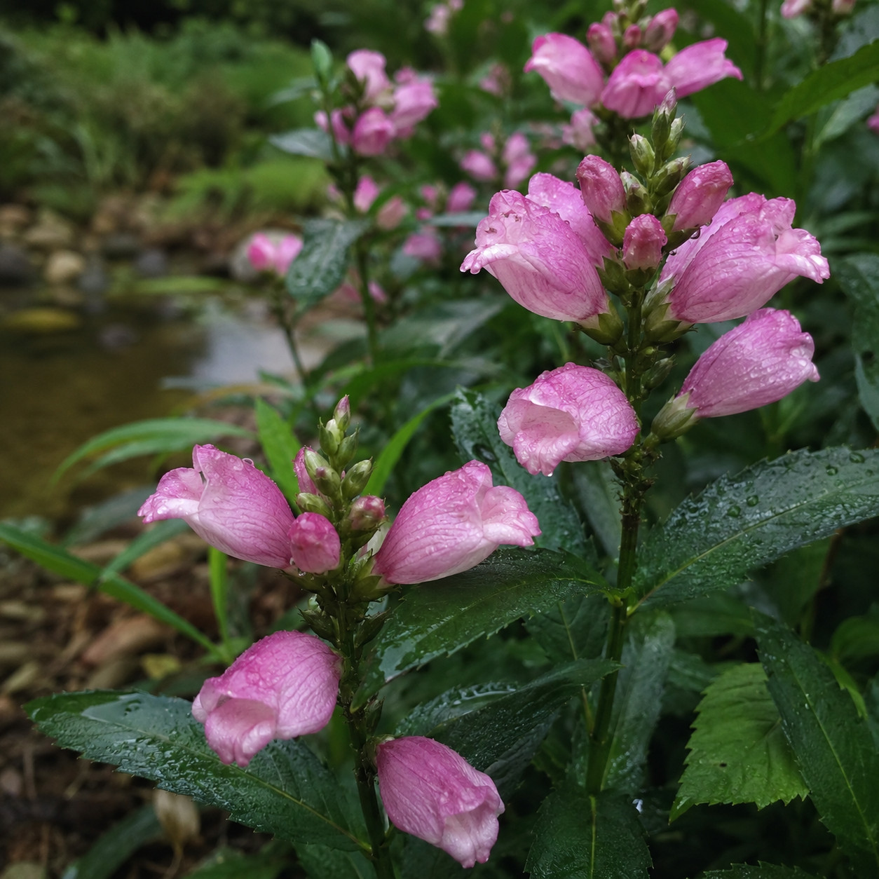 Pink Turtlehead
