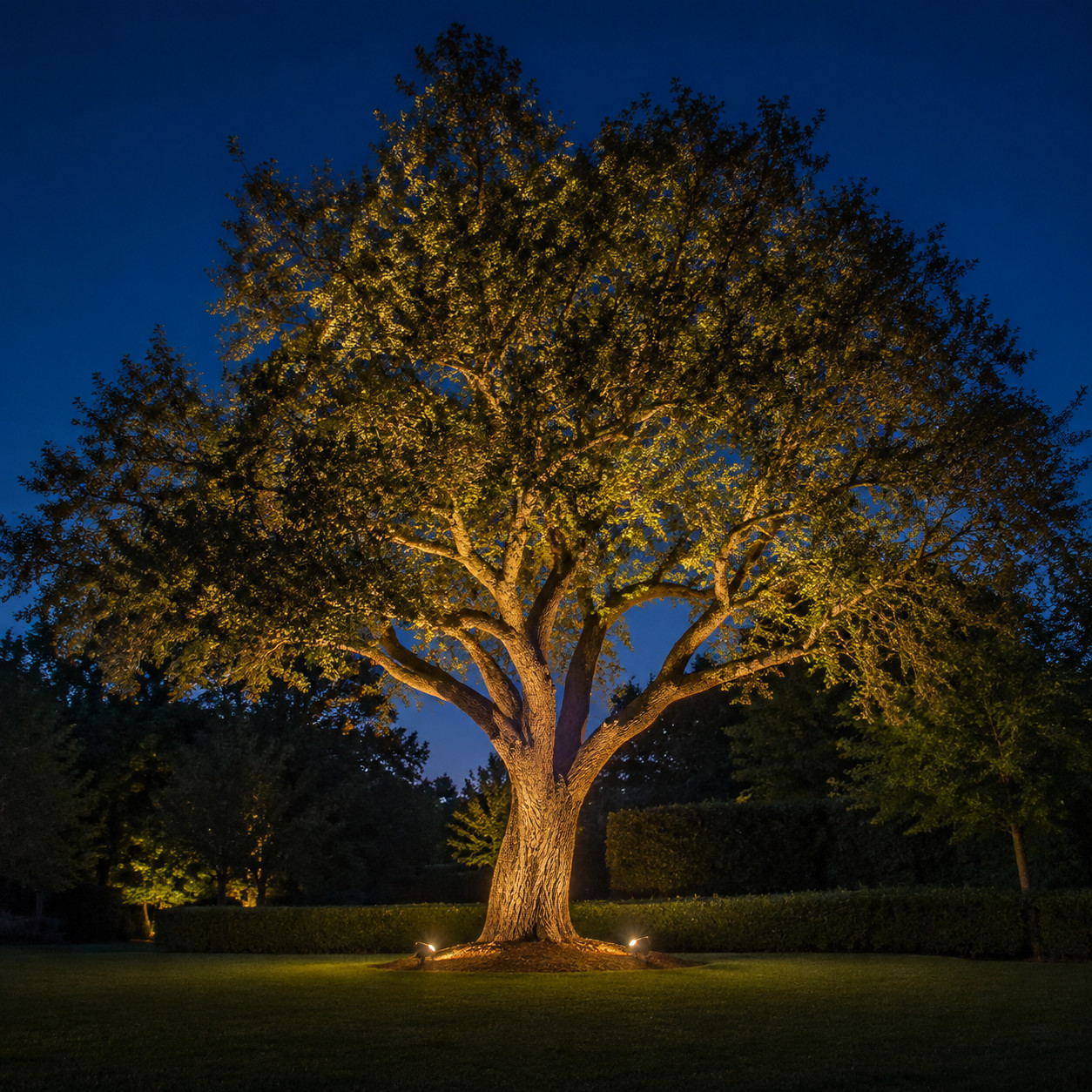 Uplight a Tree After Dark