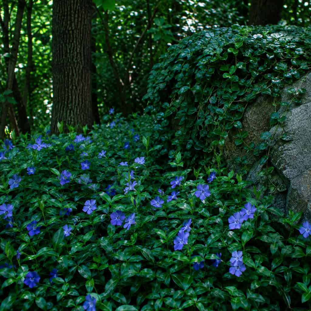 Vinca (Periwinkle) & Wintercreeper