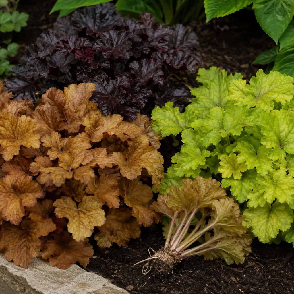 Coral Bells