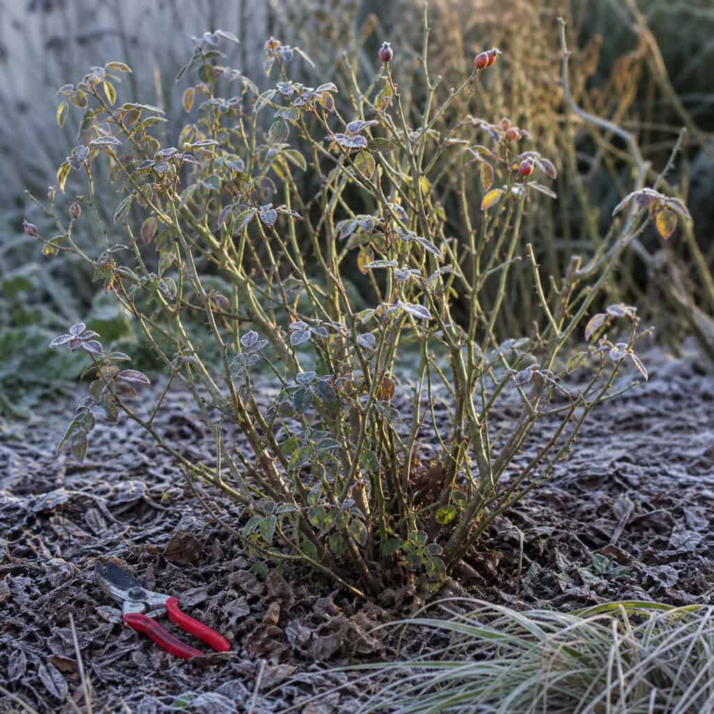 Cutting Roses Hard Before Winter