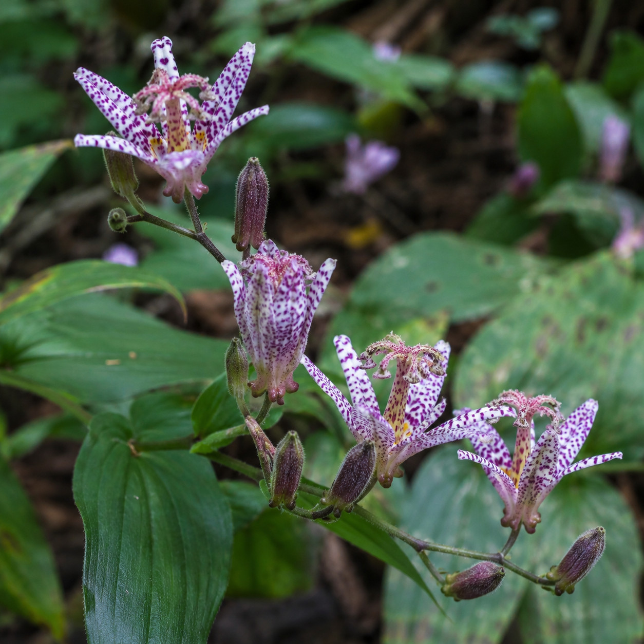 Japanese Toad Lily