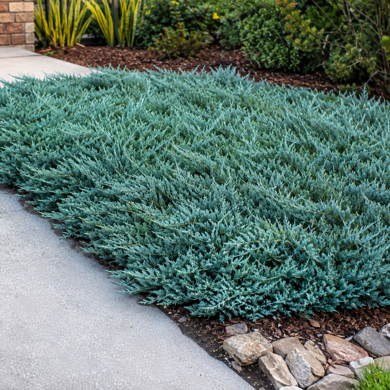 Blue Star Juniper
