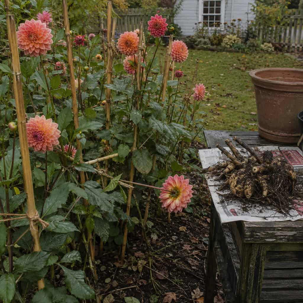 Dahlias