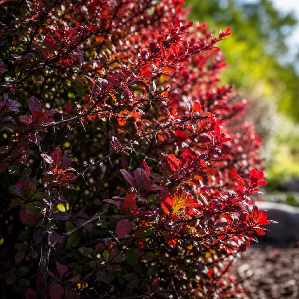 Japanese Barberry