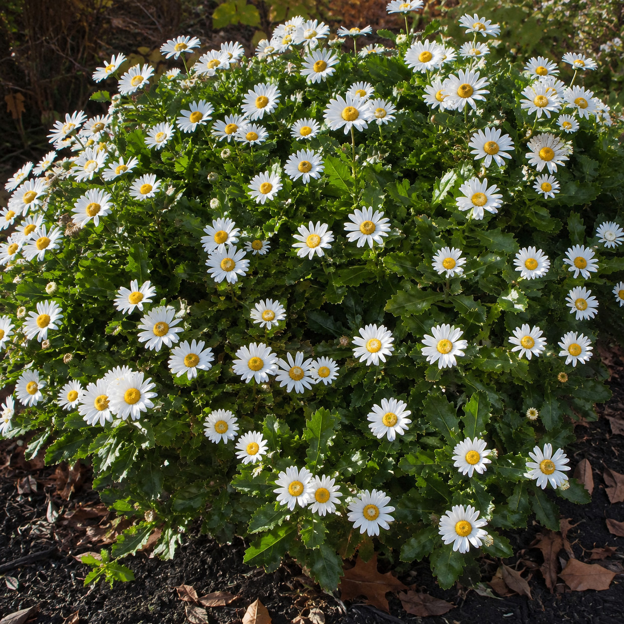Montauk (Nippon) Daisy