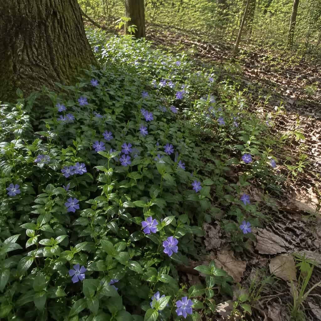 Vinca / Periwinkle