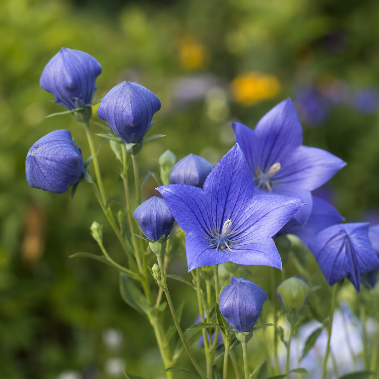 Balloon Flower (Platycodon)