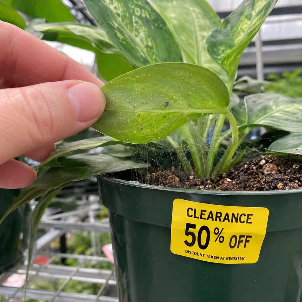 Clearance Houseplants With Hidden Pests