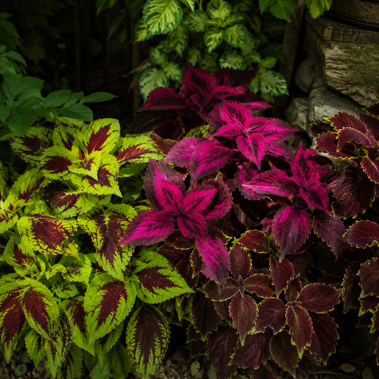 Coleus