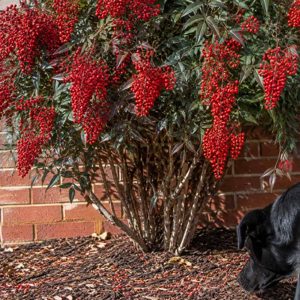 Nandina (Heavenly Bamboo)