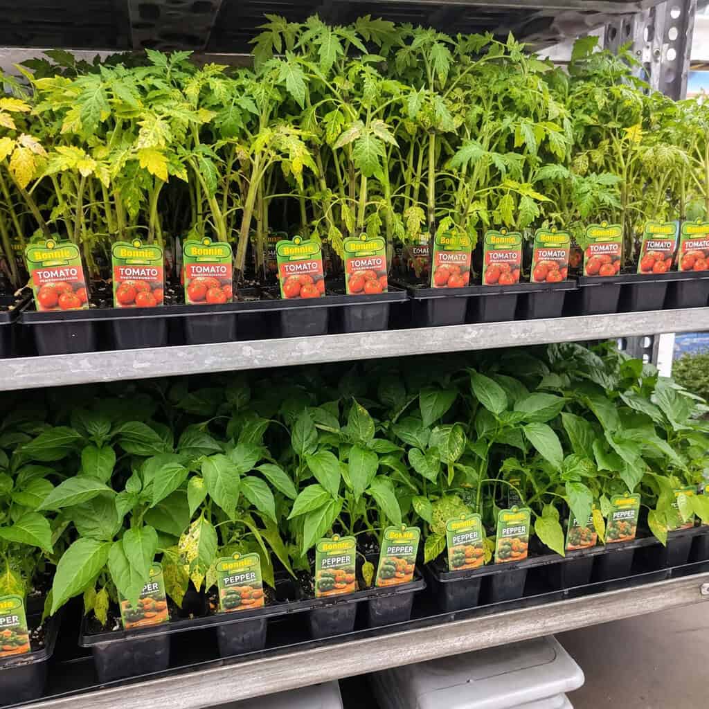 Discount Tomato & Vegetable Starts
