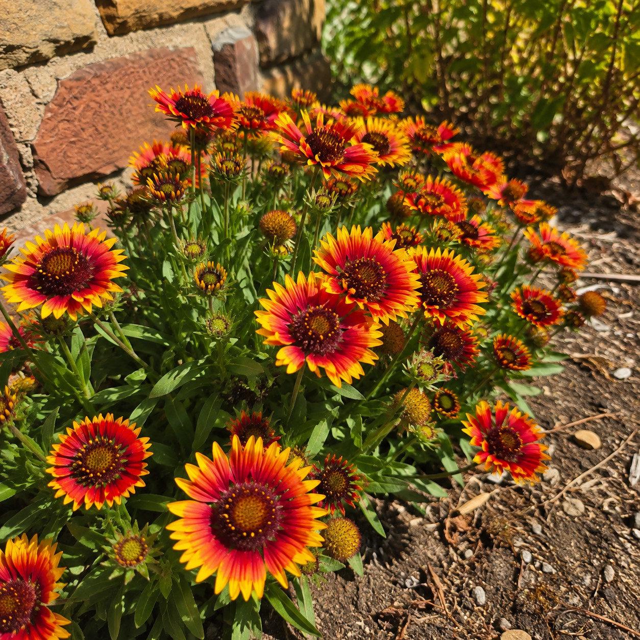 Gaillardia (Blanket Flower)