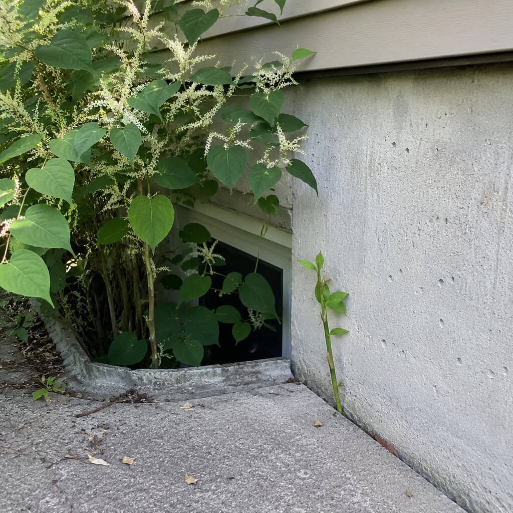 Japanese Knotweed
