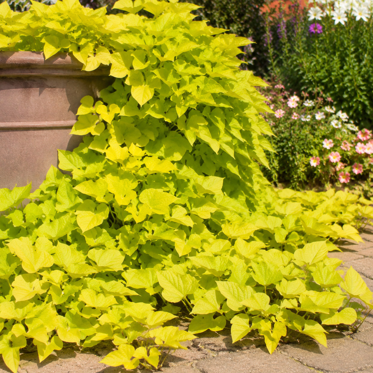 Sweet Potato Vine