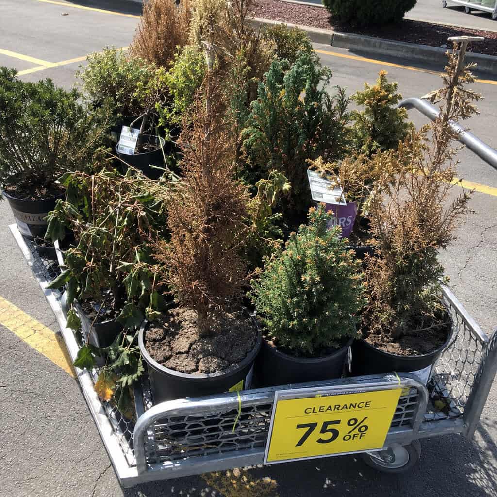 Half-Dead Clearance Perennials & Conifers
