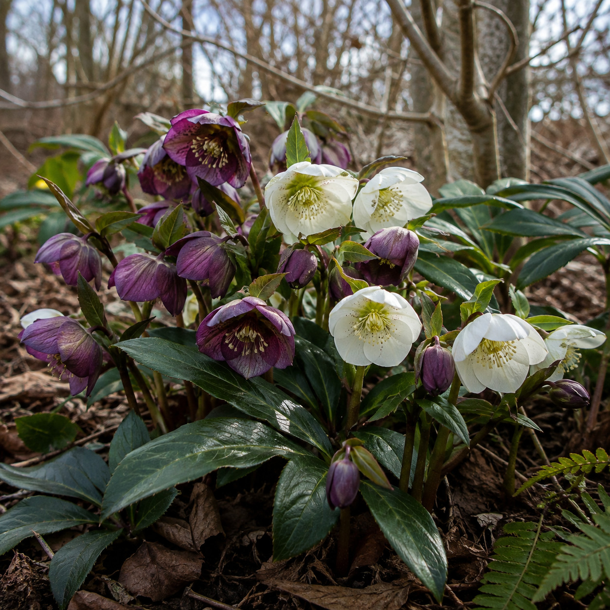 Hellebore (Lenten Rose)