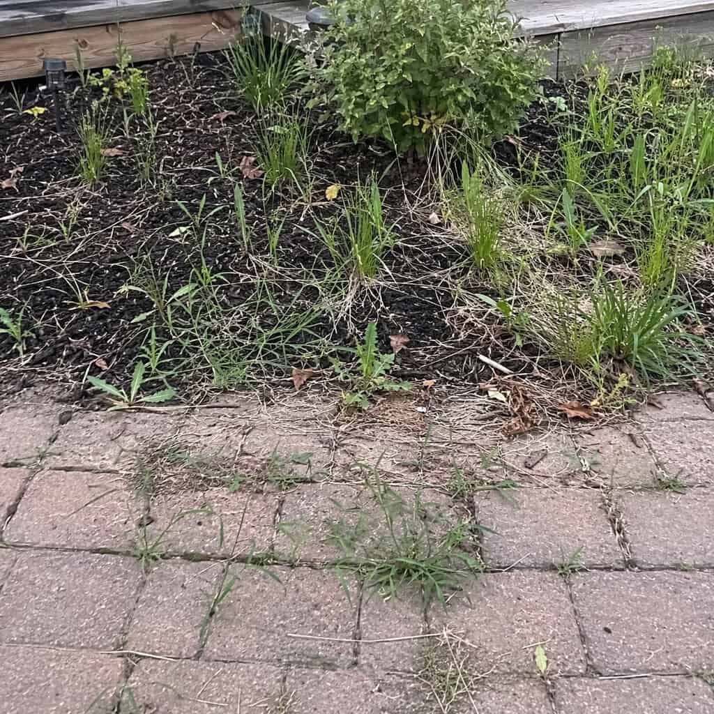 Let weeds creep into beds and cracks