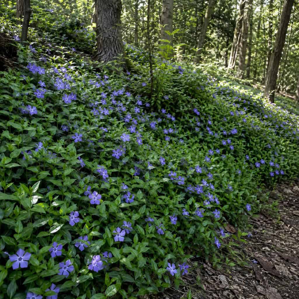Vinca (Periwinkle)