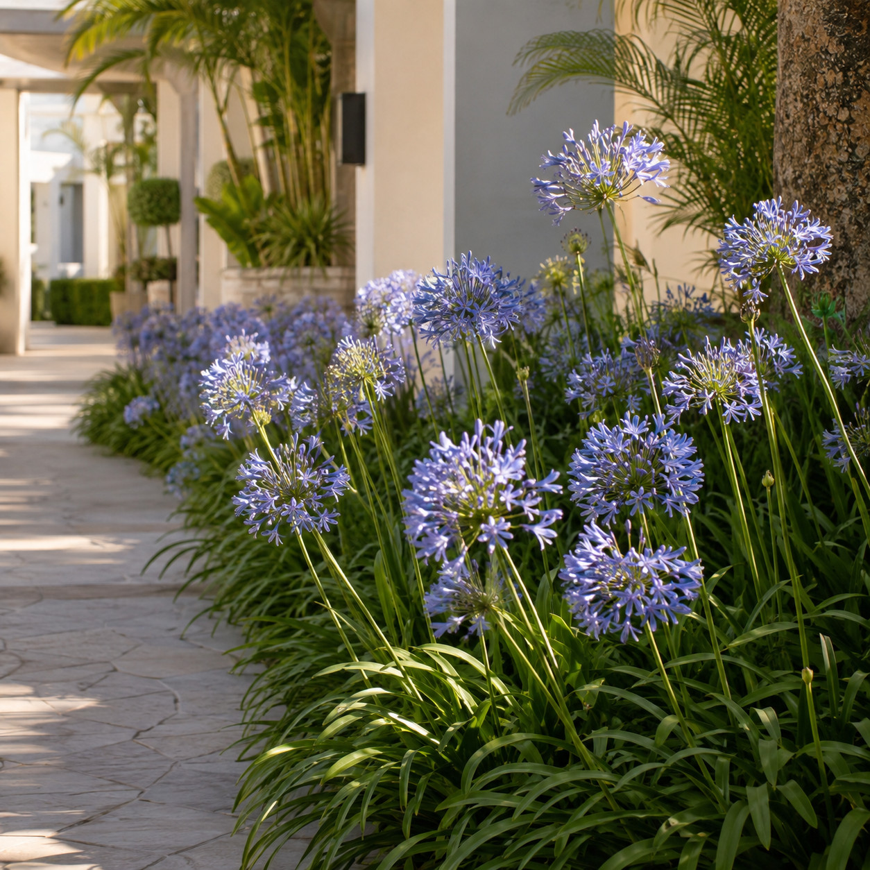 Agapanthus (African Lily)