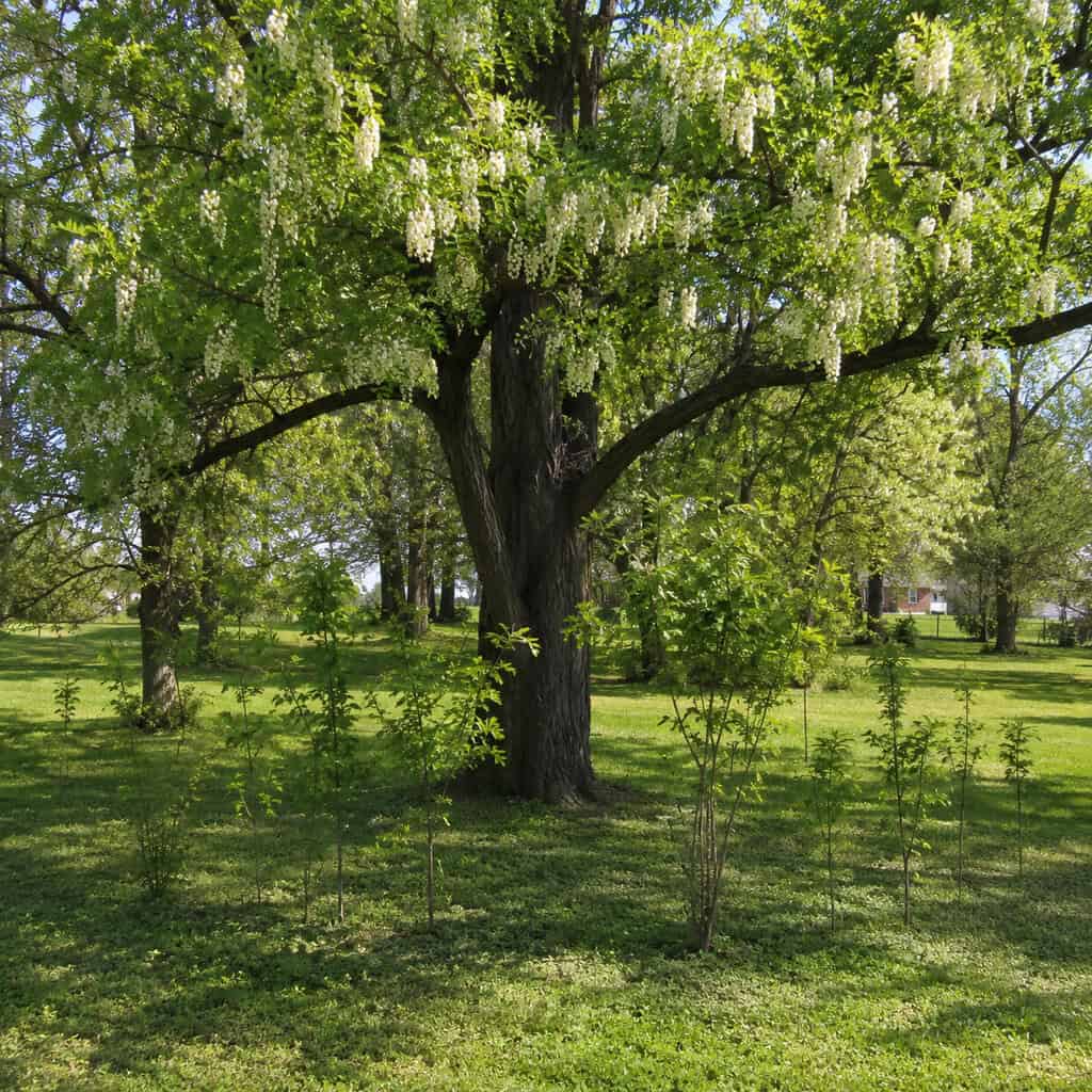 Black Locust