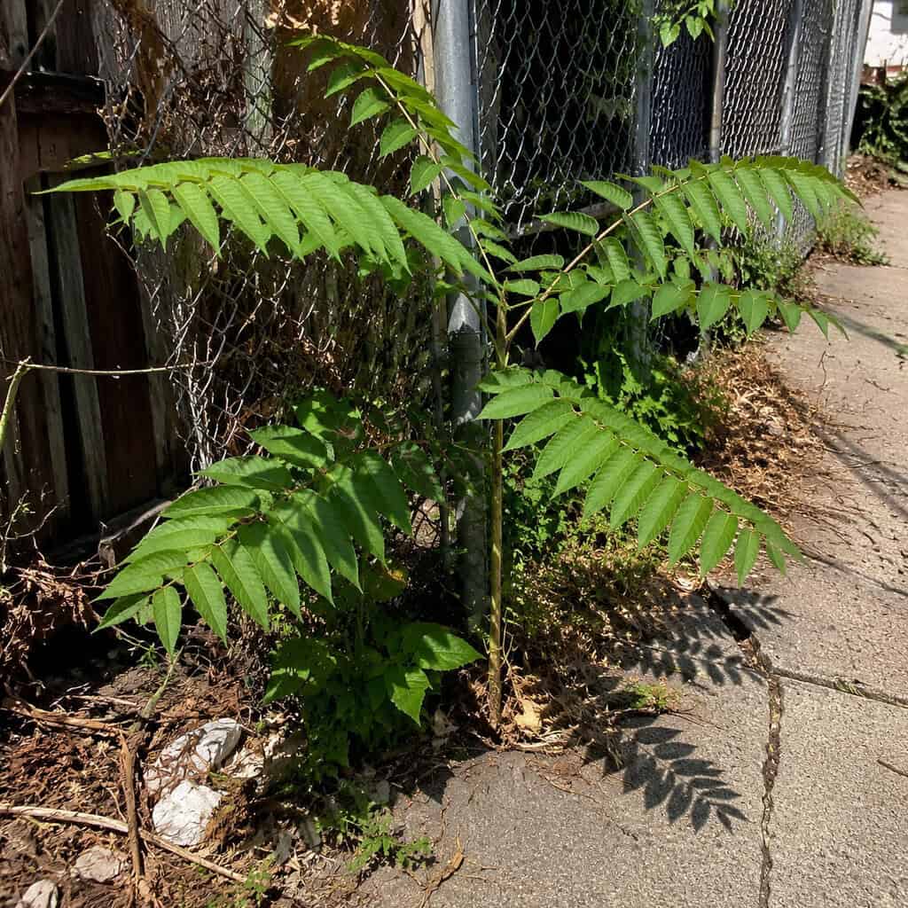 Tree of Heaven