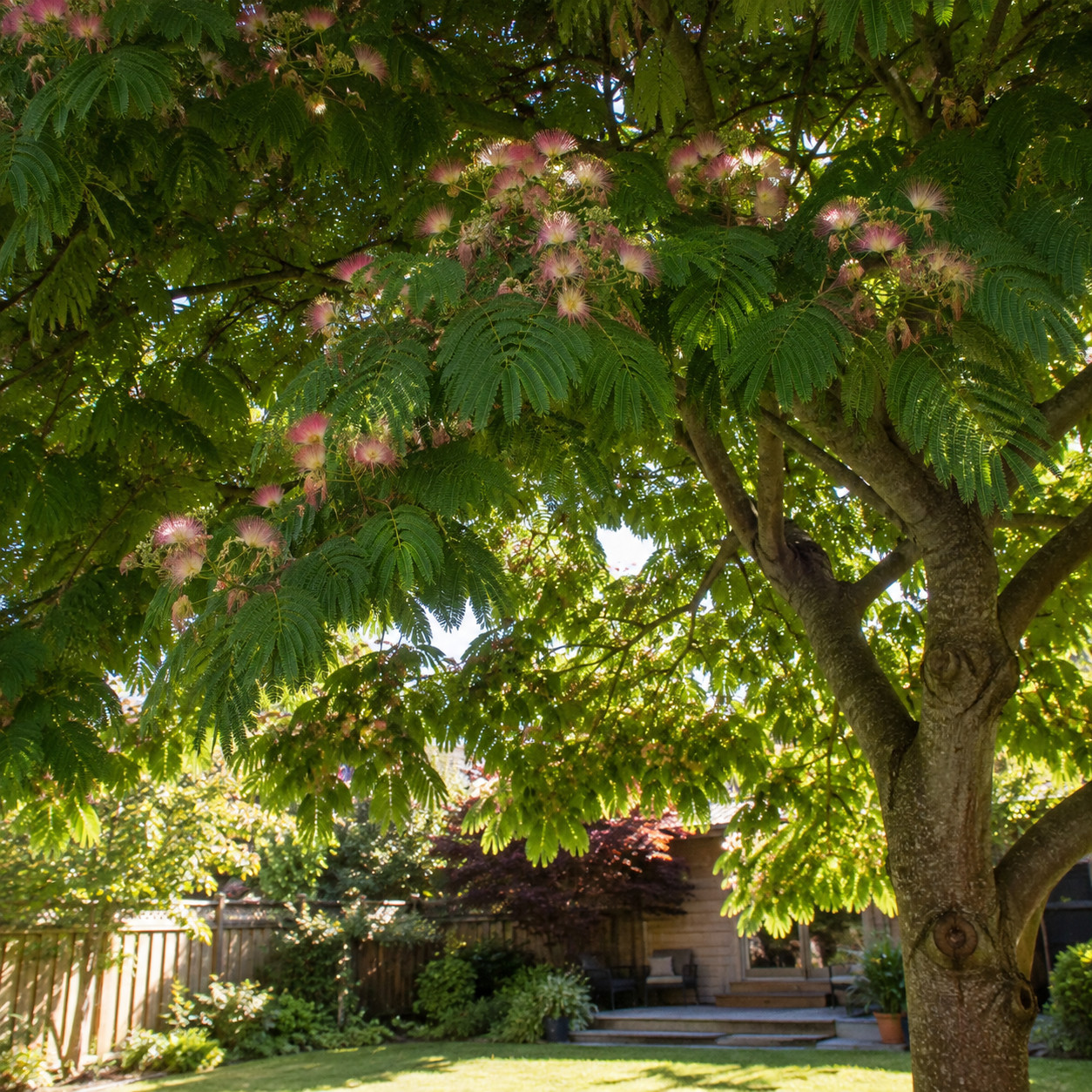 Mimosa Tree (Silk Tree)