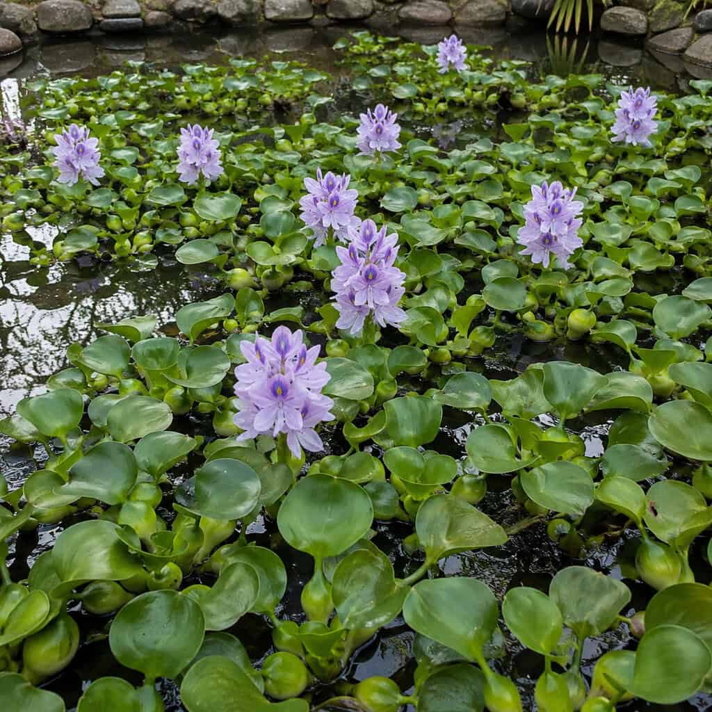 Water Hyacinth