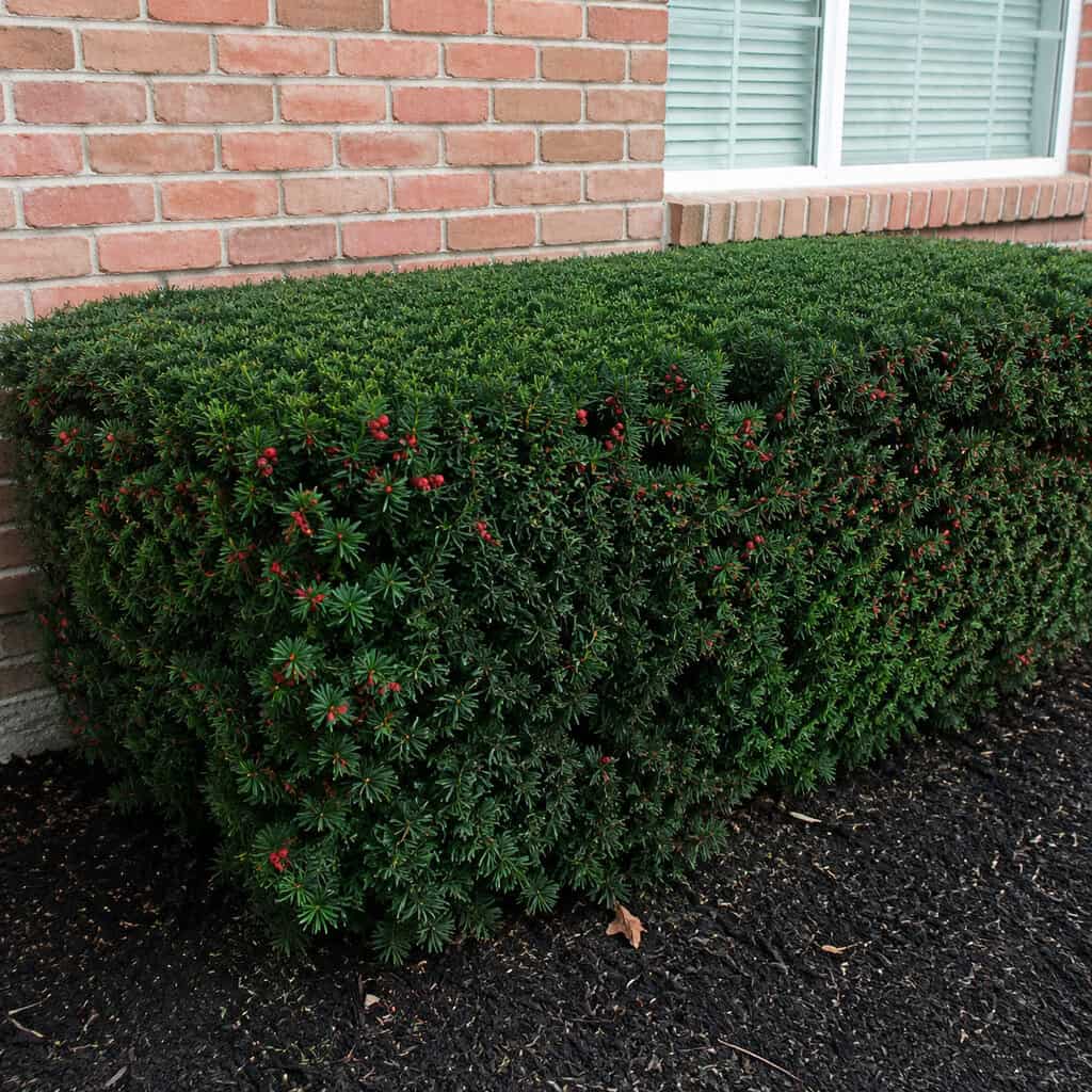 Yew