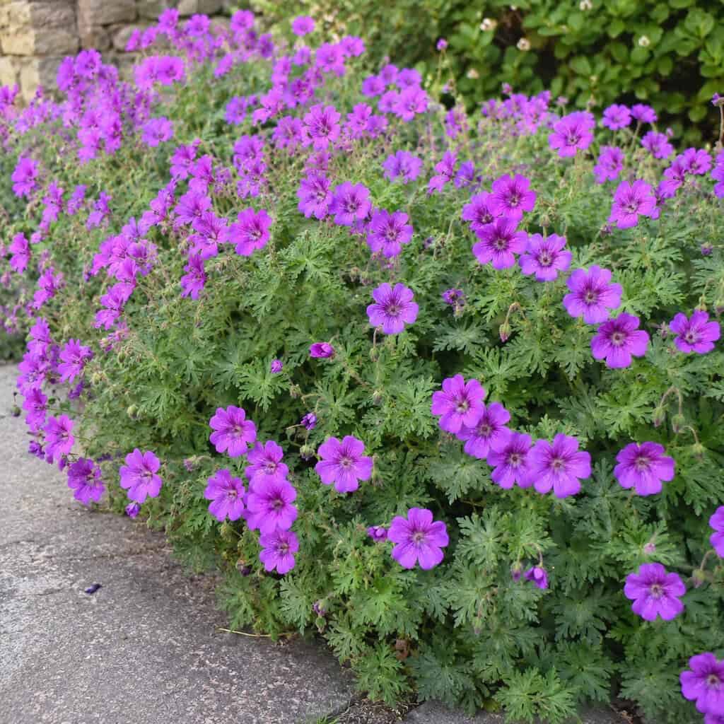 Hardy Geranium
