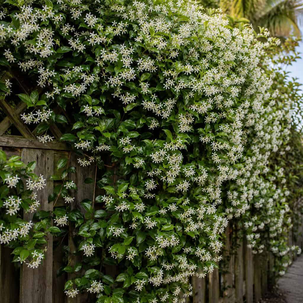 Ornamental Jasmine Vines (Confederate and Star)