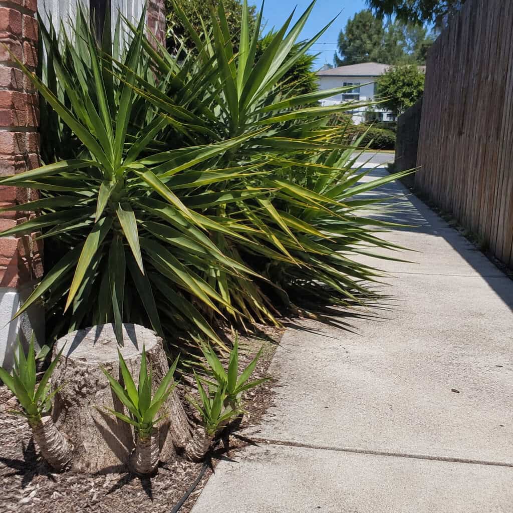 Yucca