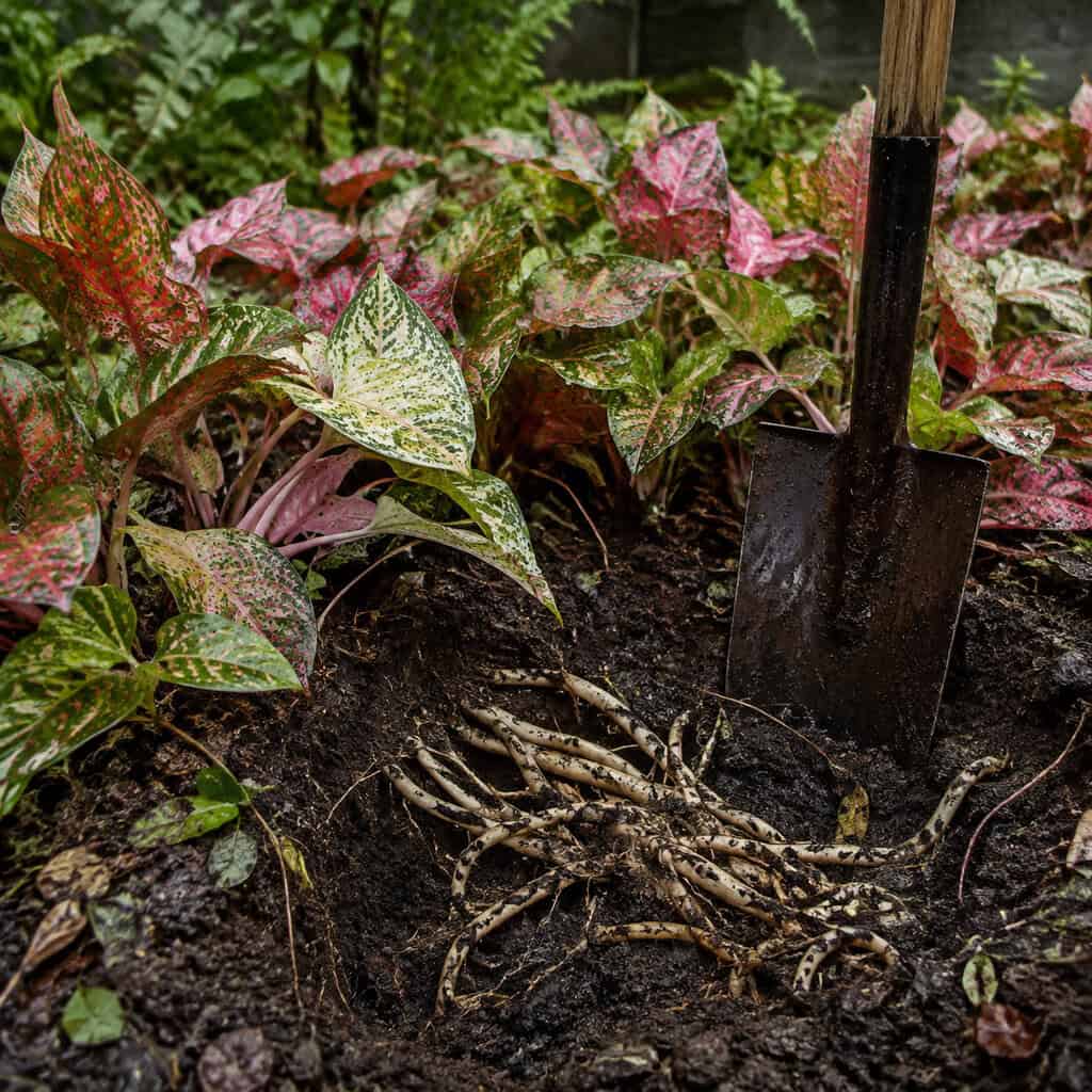 Chameleon Plant (Houttuynia)