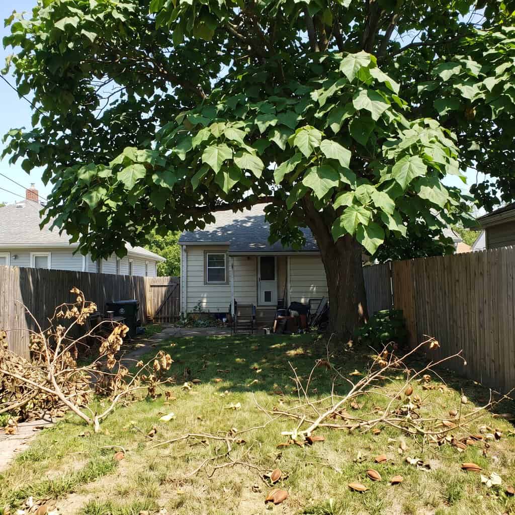 Empress Tree (Paulownia)