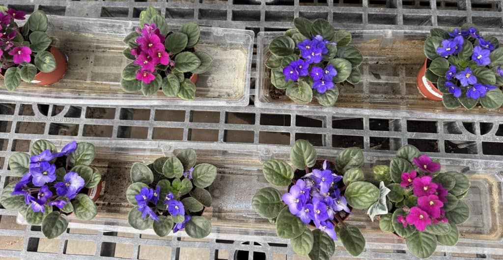 African Violets on the Kitchen Windowsill