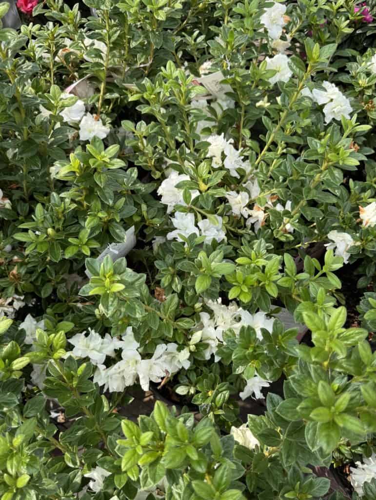 Encore Azaleas: Autumn Angel, Autumn Carnation & Autumn Moonlight