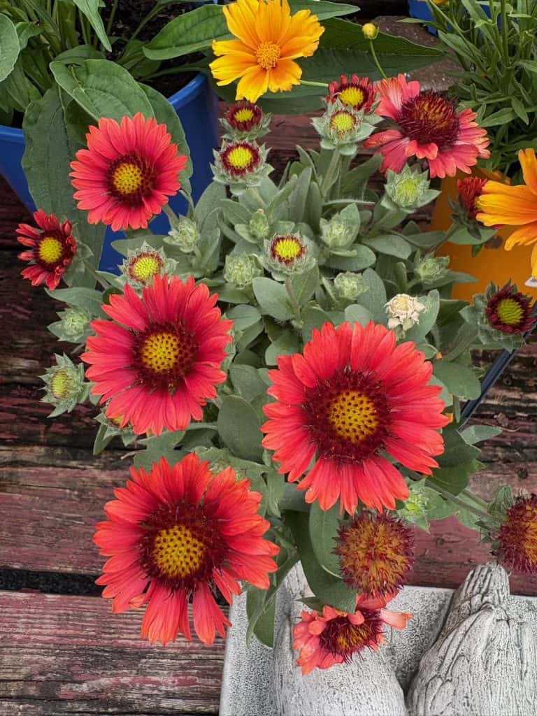 Barbican Red Blanketflower