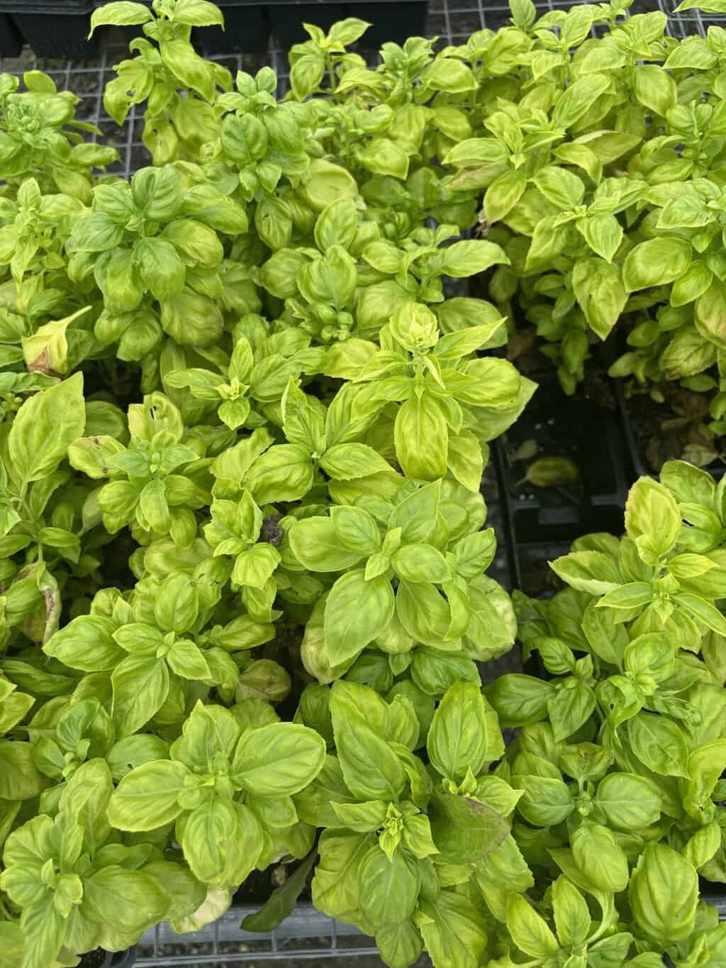 Basil