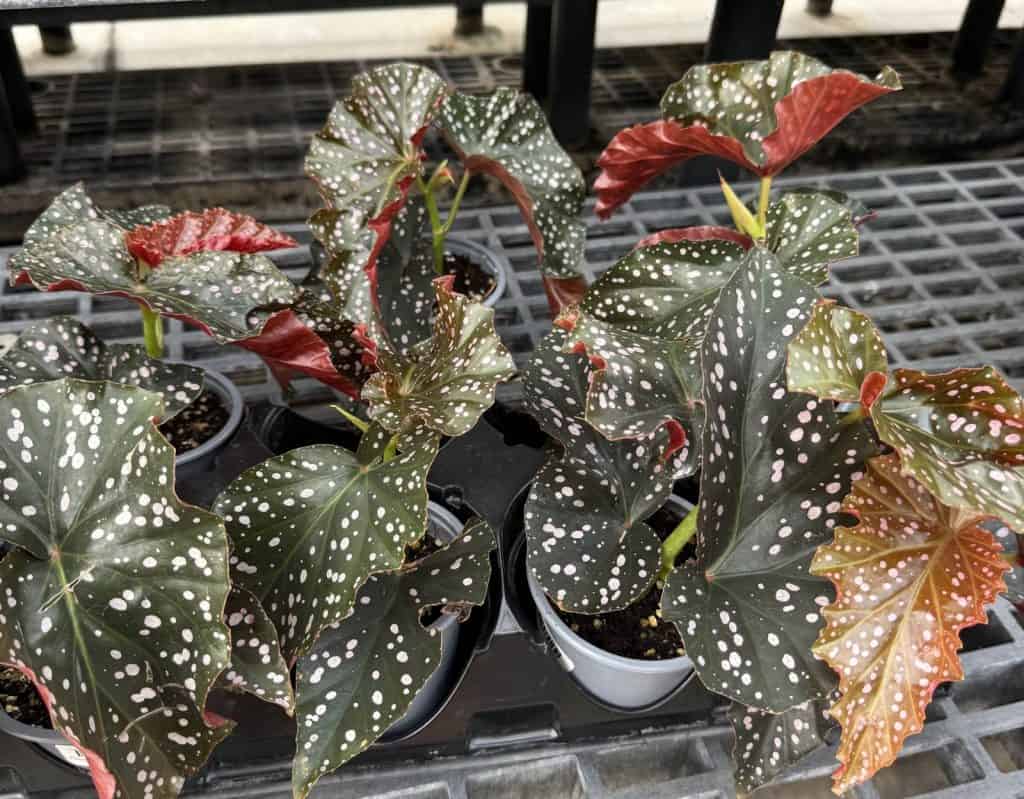 Polka Dot Begonia (Begonia Maculata)