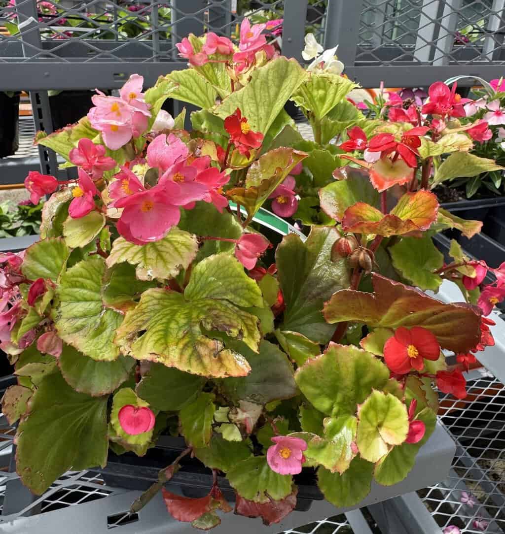 Begonia