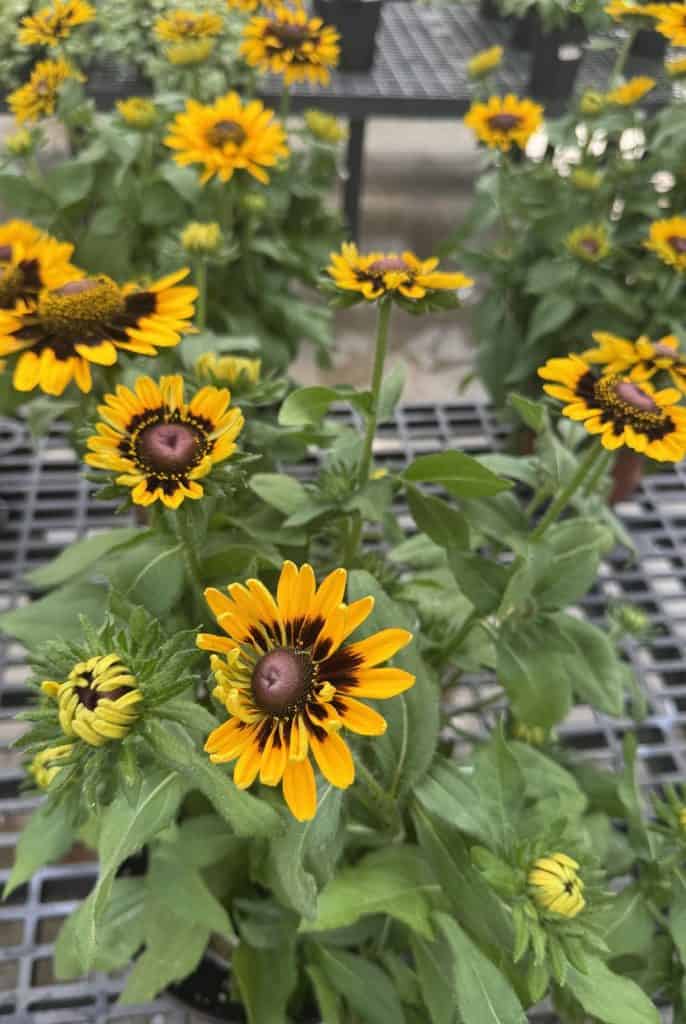 Black-Eyed Susan