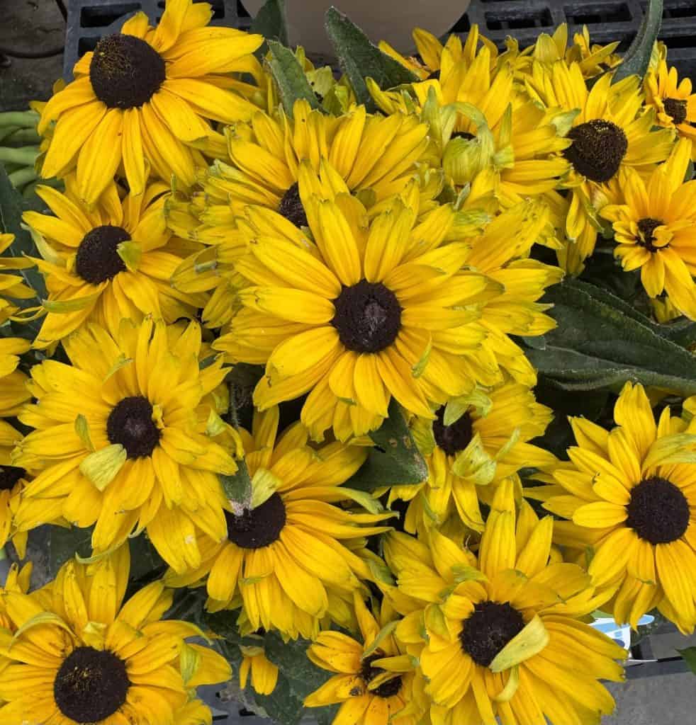 Black-Eyed Susan