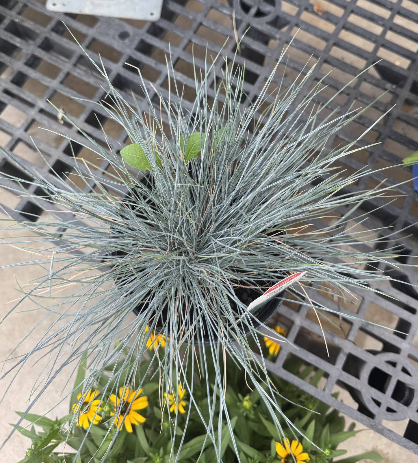 Blue Fescue